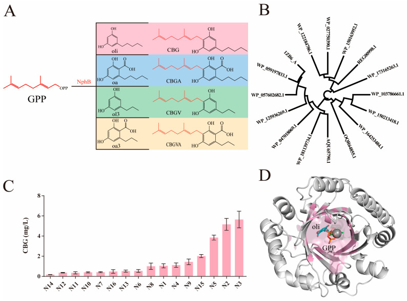Screening of prenyltransferases orthologous to NphB. (A) Yield routes of various cannabinoids by NphB. (B) Gene tree for the selected homologous sequences to the previously reported NphB from Streptomyces sp. strain CL190. The GenBank accession: AB187169. (C) The CBG yield spectrum of different sequences. The error bars represent standard deviation. Measurements were conducted in triplicate. (D) A protein model for the N3 homolog, the pink region delineates the substrate-binding pocket.