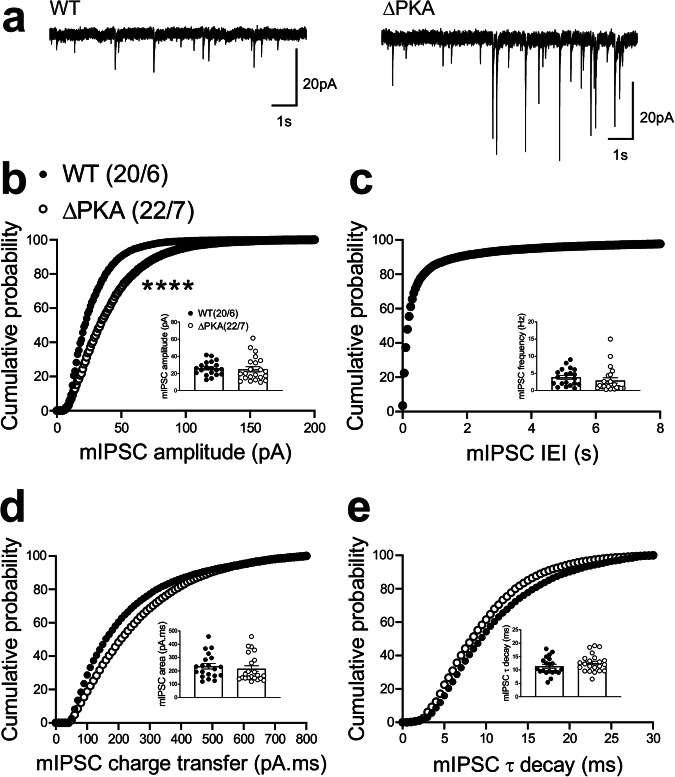 Genetic disruption of AKAP150-anchored PKA potentiated GABAergic transmission in LHb neurons.a Sample GABAAR-mediated mIPSC traces from WT (left) and ΔPKA mice (calibration bars: 20 pA/1 s). Average bar graphs of mIPSC and cumulative probability plots of (b) amplitude, (c) frequency (inter-event interval), (d) charge transfer and (e) τ decay for all mIPSCs in WT (filled symbols, n = 20 cells from 6 mice) and ΔPKA (open symbols n = 22 cells from 7 mice). Two-tailed Kolmogorov-Smirnov tests, ****p < 0.0001.