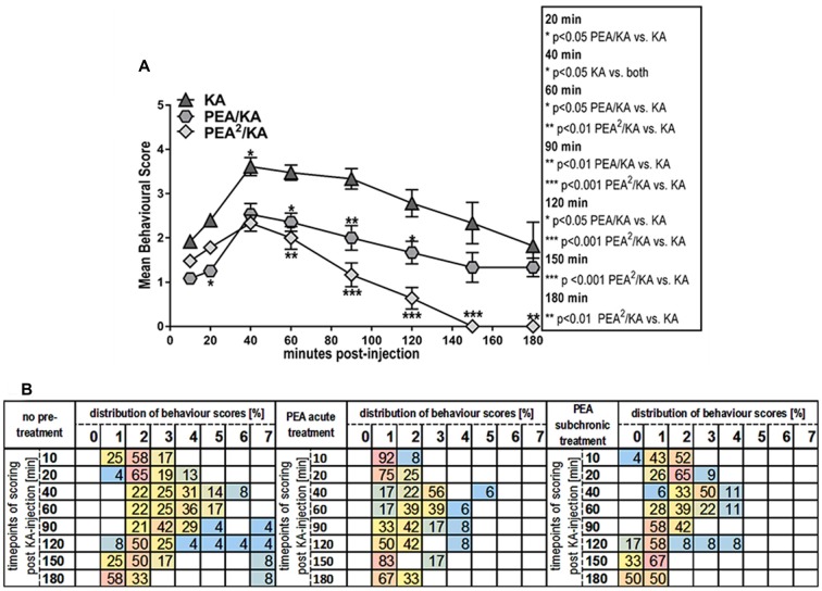 Behavior effects of acute vs. subchronic palmitoylethanolamide (PEA)-treatment of kainic acid (KA)-induced epileptic mice. Behavioral scores were obtained over a time course of 180 min post KA-seizure induction to discriminate effects of acute (PEA/KA) vs. subchronic (PEA2/KA) treatment compared to non-treated epileptic mice (KA). (A) Repeated measures analysis of variance (ANOVA) revealed significant interaction, thus Tukey’s post hoc analysis was performed to determine time-point specific alterations on behavioral level of the different groups. Significant changes of the acute and subchronic PEA treatment vs. non-treated epileptic mice were calculated and assigned as follows: *P < 0.05, **P < 0.01, ***P < 0.001. Error bars indicate standard error of the mean (SEM). At 40 min the significance is indicated for: KA-group vs. both PEA treated groups. (B) Behavioral scores given in percentage of the total scores obtained per time point for each experimental groups, presented in a heatmap illustrating comparison of seizure severity and mortality rates between the groups. Group sizes were the following: non pre-treated KA-induced epileptic mice: n = 48 at 10 and 20 min; n = 36 at 40 and 60 min; n = 24 at 90 and 120 min; and n = 12 at 150 and 180 min. Acute PEA-treated and subchronically PEA-treated epileptic mice: n = 24 at 10, 20 min, n = 18 at 40, 60 min, n = 12 at 90, 120 min and n = 6 at 150, 180 min. KA-seizure induction led to death in 4% of the untreated epileptic mice 90 min post KA injection. According to the applied scoring method, seizure score 7 (death) from the time point they occur is rescored for all the remaining time course. At 120 min mortality rate remained unchanged compared to 90 min, e.g., 4%. From 150 min another 4% of untreated epileptic mice were depicted with score 7 resulting thus in 8% mortality at 150 min which remained unchanged at 180 min. Upon acute PEA treatment no seizure score higher than 5 was obtained, thus compared to untreated epileptic mice, PEA treatment prevents mortality. Subchronic PEA treatment has even more suppressive impact on seizure intensities, with a maximal score of 4 and 50% of the mice with a score of 0 at 180 min.