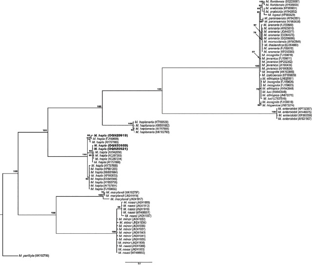 Phylogenetic relationships between Meloidogyne species as inferred from the Bayesian analysis of the mitochondrial DNA CoxII-IGS under the GTR + I + G model. Posterior probabilities of over 50% are given for appropriate clades. Sequences generated in this study are identified in bold. Meloidoyne hapla sequences were retrieved from GenBank, aligned, and trimmed with BioEdit v.7.0.5.3. The best substitution model was determined using jModelTest 2.1.10 v20160303 and the Bayesian analysis was performed using MrBayes v3.2.6. Finally, the tree was visualized using FigTree v1.4.3.