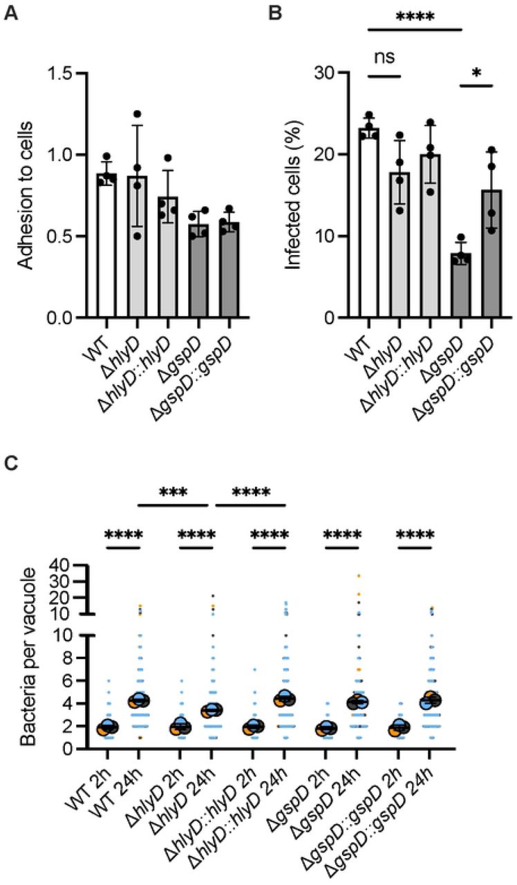 The T2SS is required for ABC141 invasion of endothelial cells and the T1SS contributes to intracellular multiplication.(A) Quantification of the adhesion rates of wild-type (WT) ABC141 or mutants lacking hlyD (T1SS) and gspD (T2SS), and their respective complemented strains at 1h post-infection. Data correspond to the means or the number of bacteria normalized to the number of cells/field ± SD, N = 4. All comparisons are non-significant (One Way Anova). (B) Quantification of the percentage of cells with intracellular bacteria at 2h post-infection for WT ABC141 or each mutant Data correspond to the means± SD, N = 4. (C) Quantification of the number of bacteria per ACV from cells infected with ABC141 or each mutant at 2 or 24h. Data correspond to the means± SD of, N = 4. For all graphs, comparisons were done with a one way ANOVA with* indicating P < 0.05; *** P < 0.001 and**** P < 0.0001. “ns” denotes non-significant.