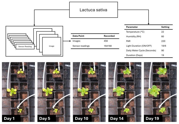 Lactuca sativa data collection, environment, and growth progress over 19 days.