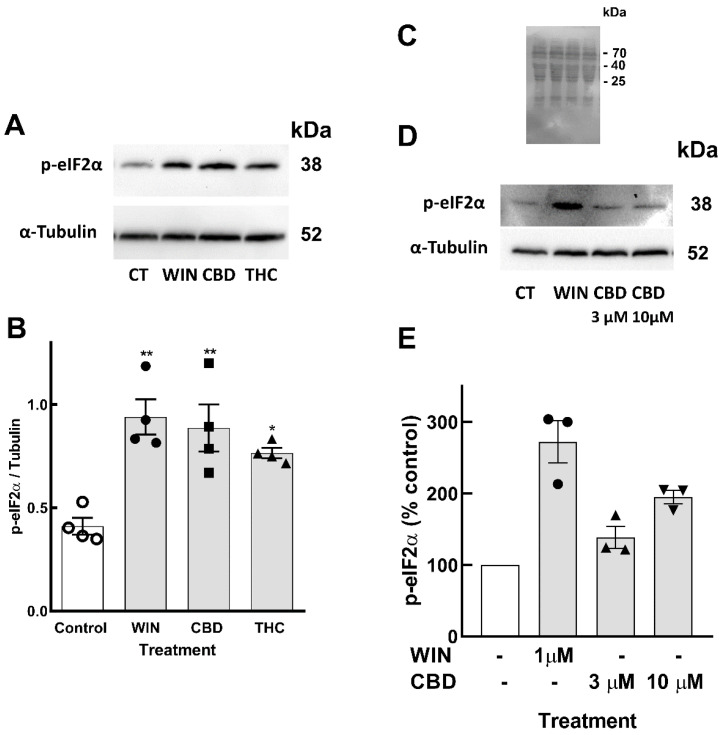 Phosphorylation of eIF2α induced by cannabinoids in retinal glia cultures. Glia-enriched cultures at E8C13 were incubated with 1 µM WIN, 10 µM CBD, or 10 µM THC for 24 h. (A) Representative blot of 4 independent experiments performed in duplicate. (B) Blots were quantified by densitometry and expressed as the mean fraction p-eIF2α/α-tubulin ± S.E.M. (C) Membrane of the experiment shown in (D) labeled with ponceau red. (D) Representative blot of 3 experiments. (E) Blots were quantified by densitometry and data expressed as the mean ± S.E.M. (% of control). ANOVA and Bonferroni’s multiple-comparisons test were used. ** p < 0.01 and * p < 0.05 as compared to control values.