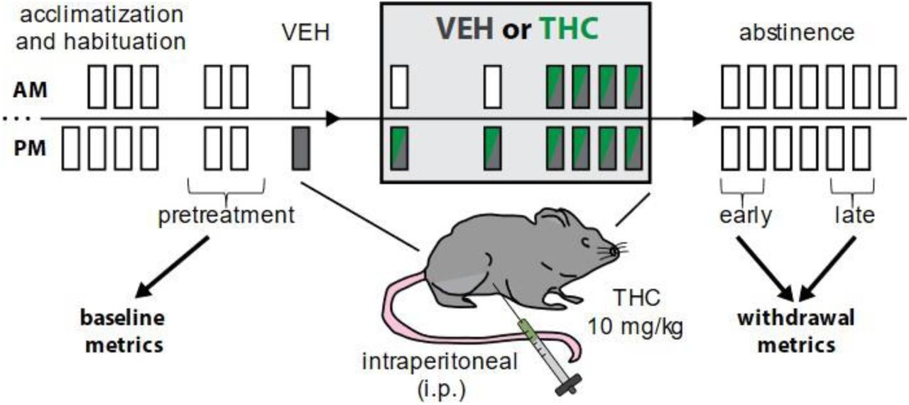 General timeline used to model chronic cannabis/THC use in mice.Time points allow comparison of pretreatment epochs to early and late withdrawal, and initial vehicle injection to ‘first’ and ‘last’ THC or VEH injections during treatment epoch.