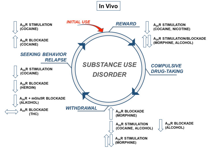 The diagram showing in vivobehavioral effects of stimulation or blockade of the adenosine (A)2A receptors in the cycle of substance use disorders. Up and down arrows indicate an increase or decrease in behavioral responses, respectively. Double-sided horizontal arrows indicate mixed effects on behavioral responses. mGlu5—metabotropic glutamatergic receptors type 5; THC—tetrahydrocannabinol.