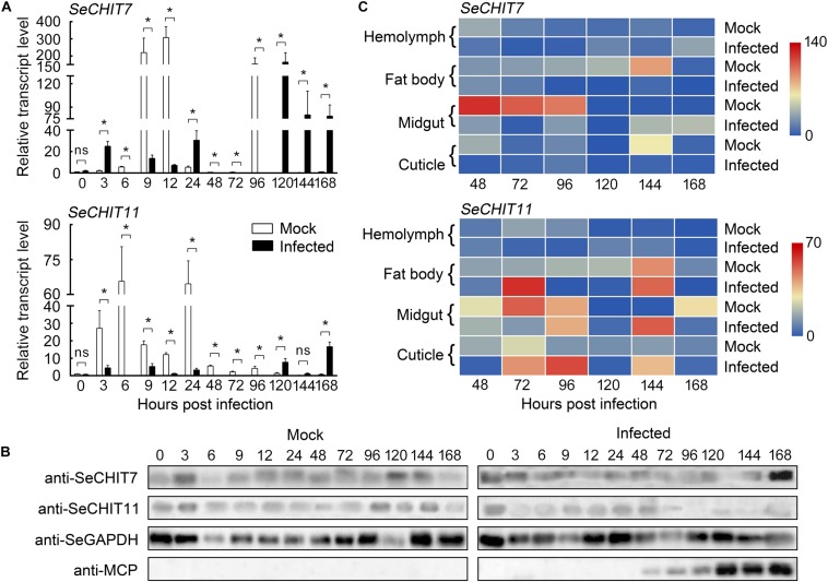 The effect of HvAV-3h on transcription and expression in Spodopera exigua larvae. (A) Relative transcriptional level of the SeCHITs in larval whole bodies after HvAV-3h infection. (B) Expression of the SeCHITs in larval whole bodies. (C) Heat map of relative transcriptional level of the SeCHITs in different tissues after HvAV-3h infection. Mock, mock-infected larvae; Infected, infected larvae. * indicates significant difference between mock-infected and infected (p < 0.05), ns indicates no difference in transcription level according to t-test.