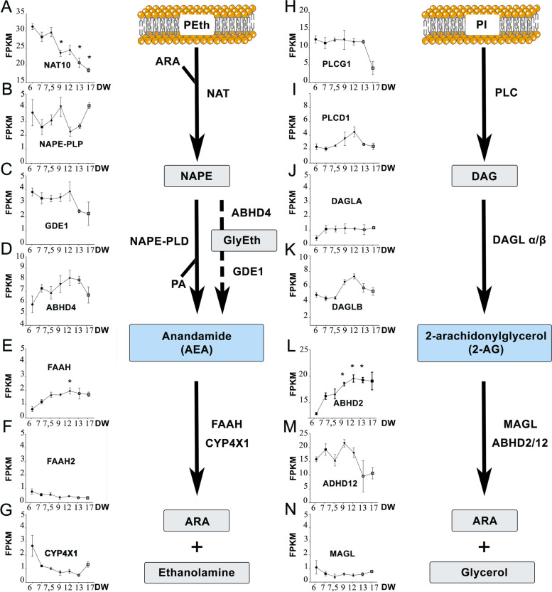Expression of ECS enzymes in human fetal testis. RNA-seq quantification of the expression of transcripts encoding AEA synthetizing (A–D) and degrading enzymes (E–G), and 2-AG synthetizing (H–K) and degrading (L–N) enzymes in bulk embryonic human testis from 6 to 17 developmental weeks (DW). Transcript amount is expressed in Fragments Per Kilobase Million (FPKM). Data presented as means + / − SEM. An ANOVA test was performed followed by a Kruskal–Wallis test to compare the transcript at 6 DW with other ages (*, p < 0.05) and a two-stage linear step-up procedure (Benjamini, Krieger and Yekutieli). A schematic representation of endocannabinoid synthesis and degradation pathways is shown. Endocannabinoids derive from membrane phospholipid precursors, phosphatidylethanolamine (PEth), phosphatidylinositol (PI), and arachidonic acid (ARA). The major synthetizing enzymes of AEA are N-acetyltransferase 10 (NAT10) and N-acyl-phosphatidylethanolamine-hydrolyzing phospholipase D (NAPE-PLD). The alternative pathway of AEA synthesis involves Abhydrolase domain-containing protein 4 (ABHD4) to produce intermediate molecules, glycerophosphoacylethanolamides (GlyEth), and glycerophosphodiester phosphodiesterase 1 (GDE1). The synthetizing enzymes of 2-AG are phospholipase C-gamma-1 (PLCG1), phospholipase C-delta-1 (PLCD1), diacylglycerol lipase-alpha (DAGLA) and -beta (DAGLB). The degrading enzymes of AEA are fatty acid amide hydrolase (FAAH and FAAH2) and cytochrome P450 4X1 (CYP4X1). The degrading enzymes of 2-AG are Abhydrolase domain-containing protein 2 and 12 (ABHD2, and 12) and monoglyceride lipase (MAGL). The degradation of endocannabinoids induce the production of ARA and ethanolamine or glycerol