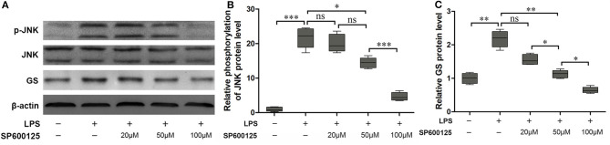 Inhibition of phosphorylation of JNK prevented the effect of LPS-induced upregulation of expression of GS. Astrocytes were pretreated with SP600125 for 1 h and exposed to 1 μg/ml LPS for 1 h. The protein levels of GS (A,B) and p-JNK (A,C) were measured using Western blotting. Error bars were ± SEM. n = 3. *p < 0.05, **p < 0.01, and ***p < 0.001. ns, not significant.