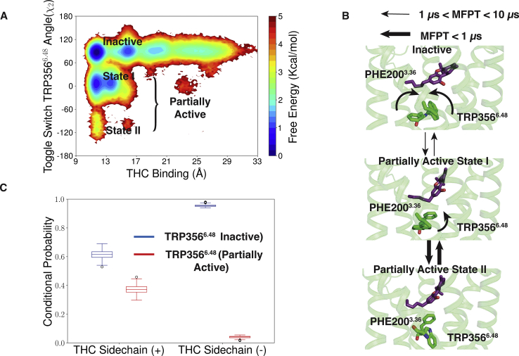 TRP3566.48rotation due to THC binding in Agonist-like pose.A, MSM weighted free energy landscape to capture THC binding and toggle switch TRP3566.48χ2 angle. THC binding distance is measured between THC-C1' and TYR2755.39-Cα (TM5). Inactive and partially active (state 1 and 2) macrostates are marked when the THC is bound to the agonist bound pocket. B, mean free passage time (MFPT) of transitions between the inactive to partially active conformations of toggle switch residues is shown. Direction of the conformational change in TRP3566.48 and PHE2003.36 are shown via arrow. Different range of MFPT is shown with distinguished arrow thickness. Protein structures (color: green) are shown as cartoon. THC molecules (color: violet) and toggle switch residues (color: green) are shown as stick. C, box plot to show the probability of TRP3566.48 rotation with positive or negative THC dihedral in agonist-like pose. Blue and red boxes show the conditional probabilities when TRP3566.48 is in inactive and partially active pose. Data distribution in box plot is generated with 200 rounds of bootstrap sampling with 80% of total number of trajectories (Experimental procedures section). MSM, Markov state model; THC, tetrahydrocannabinol.