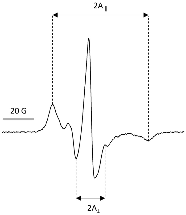 EPR spectrum of spin-label 5-DS integrated into CBN-containing liposomes. A|| and A⊥ represent outer and inner hyperfine splitting constants, respectively.