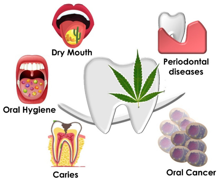 Oral pathologies and disease involved with cannabinoid exposure and abuse.