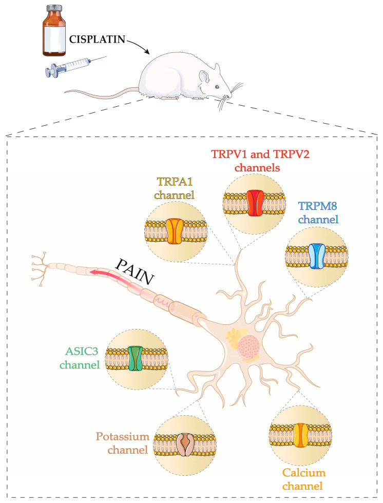 Schematic diagram of the principal ion channels involved in cisplatin-induced peripheral neuropathy. The Figure demonstrates TRPA1, TRPV1, TRPV2, TRPM8, ASIC3, potassium, and calcium channels involved in cisplatin-induced peripheral neuropathy. Parts of the Figure were drawn using pictures from Servier Medical Art by Servier, licensed under a Creative Commons Attribution 3.0 unported license.