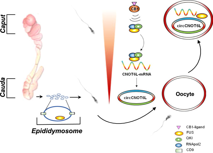 The proposed molecular mechanism at a glance. During the epididymal transit, the activation of CB1 receptor in SPZ favours the recruitment of the heterotrimeric FUS-QKI-RNApol2 complex on CNOT6L-mRNA, thus inducing the backsplicing useful for circCNOT6L biogenesis. In cauda epididymis, a cargo of FUS protein and CNOT6L-mRNA is transferred to SPZ via epididymosomes to support the intrinsic ability of SPZ to do backsplicing. After fertilization, the paternal content of FUS, CNOT6L-mRNA and circCNOT6L is transferred from SPZ to oocyte to sustain zygote development