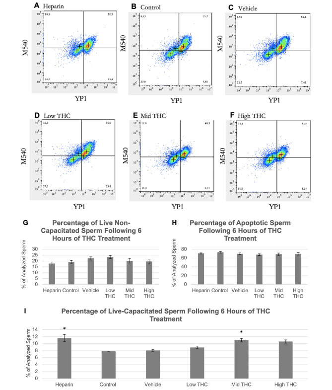 Sperm capacitation status following THC-treatment. Effects of therapeutic (low THC) and recreational (mid and high THC) concentrations of THC on capacitation. Representative density plots of sperm in the (A) Heparin or capacitation positive control group, (B) control group, (C) vehicle group (0.01% ethanol), (D) low THC group (0.032 µM THC), (E) mid THC group (0.32 µM THC), and (F) high THC group (3.2 µM THC). In each plot, the bottom left quadrant (Yo-Pro-1 and Merocyanine-540 negative) represent live and non-capacitating sperm, the top left quadrant (Yo-Pro-1 negative and Merocyanine-540 positive) represent live and capacitating sperm, and the two right quadrants (Yo-Pro-1 positive) represent apoptotic sperm. Average percentages of (G) live non-capacitating sperm, (H) apoptotic sperm, and (I) live capacitating sperm. YP1, Yo-Pro-1; M540, Merocyanine-540. Error bars represent ± SEM, n = 4. Asterisk (*) indicate p < 0.05