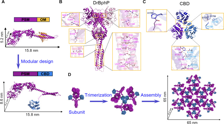 Rational design of DrBphP-CBD assemblies.(A) The schematic and structural representation of DrBphP1 with a PSM in magentas and a C-terminal OM in orange. The OM is replaced by the CBD module (marine) to create the DrBphP-CBD construct. (B) Dimeric structural model of DrBphP. (C) Predicted trimer formation by the CBD. (D) Illustration of the in vitro self-assembly of DrBphP-CBD, each incorporating 24 DrBphP dimers and 12 CBD trimers, forming a complex with 24 copies of each protein subunit.