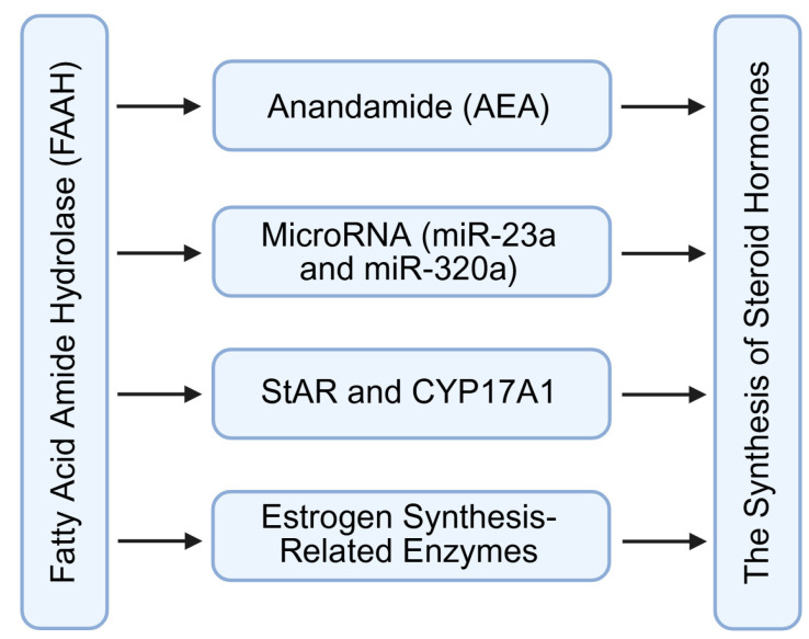 Regulation of steroid hormone synthesis by FAAH signaling through controlling intracellular AEA levels or microRNAs. FAAH: fatty acid amide hydrolase; AEA: anandamide; StAR: steroidogenic acute regulatory protein; CYP17A1: cytochrome P450 family 17 subfamily A member 1. Created by Bio-Render.