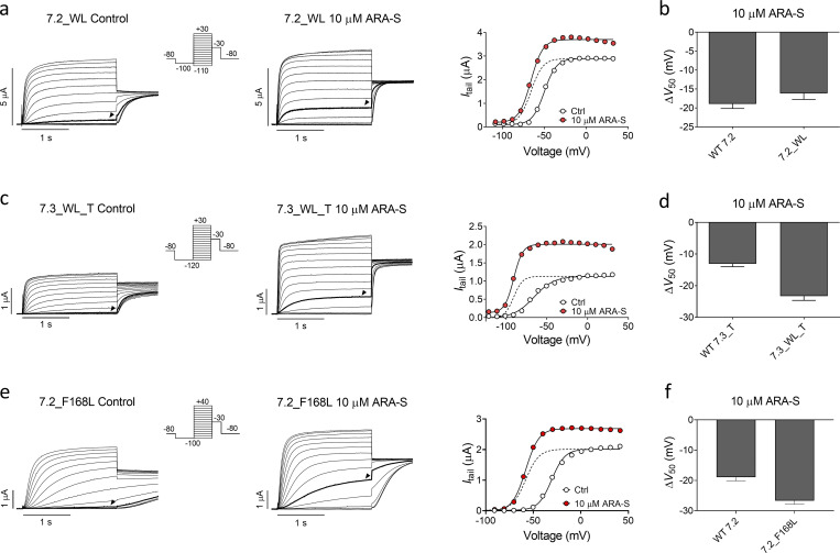 ARA-S activates homomeric hKV7.2 and hKV7.3 tryptophan mutants. (a) Representative current traces and corresponding G(V) curve of hKV7.2_W236L before and after application of 10 µM ARA-S. Arrowheads in the current families indicate an activating voltage step to −60 mV. Insert of used voltage clamp protocol. Dashed line in the G(V) curve shows the curve for 10 µM ARA-S normalized to GMAX of control. (b) Mean shift in V50 induced by 10 µM ARA-S on WT hKV7.2 and hKV7.2_W236L. Data shown as mean ± SEM; n = 6–10. (c and d) Same as in a and b, but for WT hKV7.3_A315T and hKV7.3_W265L_A315T. n = 4–9. Arrowheads in the current families indicate an activating voltage step to −80 mV. (e and f) Same as in a and b, but for WT hKV7.2 and hKV7.2_F168L. n = 6–10. Arrowheads in the current families indicate an activating voltage step to −50 mV. WL, tryptophan to leucine mutation.