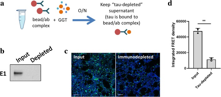 Tau is the main contributor of tau seeding competency of GGT brain lysates. a A schematic diagram depicting the process of immunodepletion of tau from GGT brain lysates. b Successful removal of tau from the sample confirmed by Western blot using a human tau-specific antibody E1 (19–33 amino acid). c Representative confocal images showing formation of much fewer seeding-induced puncta in the tau biosensor cell line upon incubation with tau-immunodepleted GGT brain lysates (scale bar = 100 μm). d A significant decrease in tau seeding activity following immunodepletion of tau from GGT brain lysates, as quantified by the FRET flow cytometry assay. Data are presented as mean ± SD (**p < 0.01)
