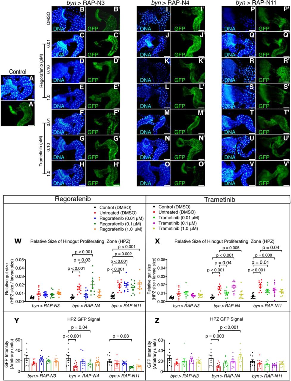 Therapeutic effects of regorafenib and trametinib on proliferating gut size and GFP Intensity;(A-V) Fluorescence micrographs of the hindgut proliferation zone (HPZ) showing the gut integrity of the models treated with regorafenib and trametinib. Scale bar: 100 μm (W-X) relative proliferating gut sizes of the models treated with regorafenib and trametinib (n = 10 guts per group). (Y-Z) GFP intensity of the proliferating gut of the models treated with regorafenib and trametinib (n = 10 guts per group). In (W-Z), data are presented as mean ± SEM. p < 0.05 (one-way ANOVA with Tukey’s post-hoc test).