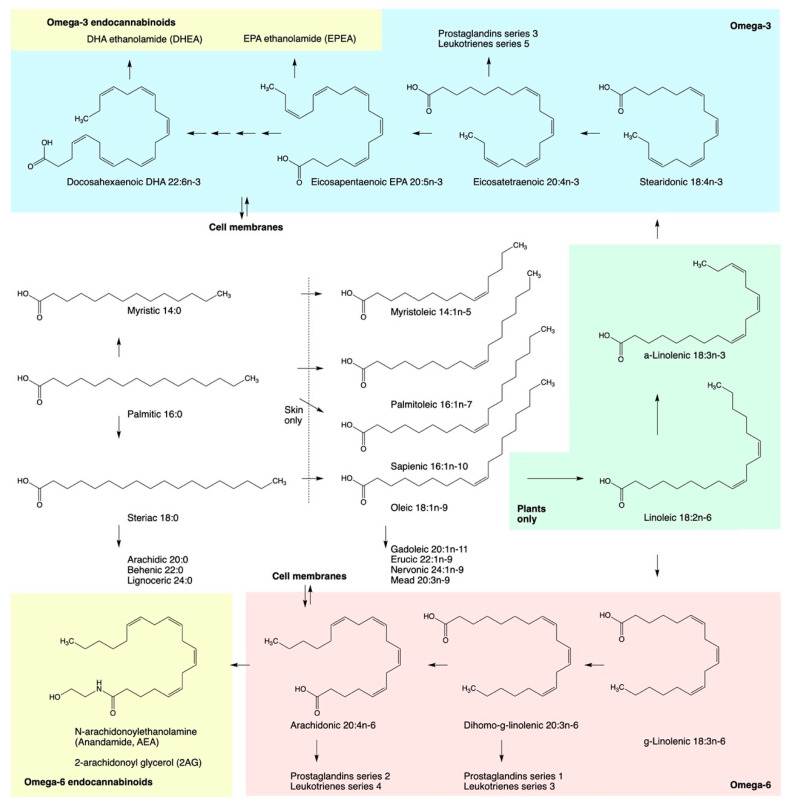 Pathways in the biosynthesis of polyunsaturated fatty acids including n-6 and n-3 essential fatty acids precursors, eicosanoid family metabolites, and endocannabinoids.
