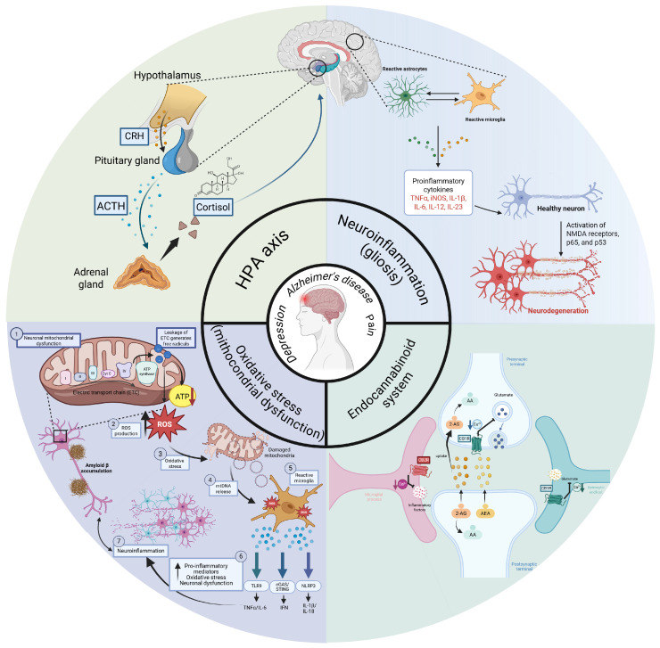 Overview of the main pathophysiological mechanisms common to Alzheimer’s disease, depression, and pain. The figure highlights four interconnected processes: dysregulation of the hypothalamic–pituitary–adrenal (HPA) axis, neuroinflammation, oxidative stress associated with mitochondrial dysfunction, and alterations of the endocannabinoid system. Amyloid-beta (Aβ) accumulation contributes to neuronal mitochondrial dysfunction, leading to increased production of reactive oxygen species (ROS) and oxidative stress. This, in turn, promotes microglial activation and the release of pro-inflammatory mediators, further amplifying neuroinflammatory signaling. Chronic activation of the HPA axis leads to increased cortisol levels, while glial reactivity contributes to cytokine release and neuronal damage [91]. Mitochondrial dysfunction increases reactive oxygen species (ROS) production and amplifies inflammatory signaling. In parallel, the endocannabinoid system modulates synaptic transmission, neuroinflammation, and pain signaling through CB1 and CB2 receptors. Together, these interacting mechanisms may contribute to the comorbidity observed between Alzheimer’s disease, depression, and chronic pain. The figure was created in BioRender. Gogu, R. (2026) https://BioRender.com/ienaoyv, (accessed on 8 April 2026). Abbreviations: CRH, corticotropin-releasing hormone; ACTH, adrenocorticotropic hormone; ATP, adenosine triphosphate; TNF-α, tumor necrosis factor alpha; iNOS, inducible nitric oxide synthase; IL-1β, interleukin-1 beta; IL-6, interleukin-6; IL-12, interleukin-12; IL-23, interleukin-23; NMDA receptors, N-Methyl-D-Aspartate receptors; 2-AG, 2-arachidonoylglycerol; AA, arachidonic acid; AEA, anandamide; NLRP3, NLR Family Pyrin Domain Containing 3; cGAS, cyclic GMP-AMP synthase; STING, stimulator of interferon genes; TLR9, Toll-like receptor 9; IL-18, interleukin-18; IFN, interferon; ETC, electron transport chain.