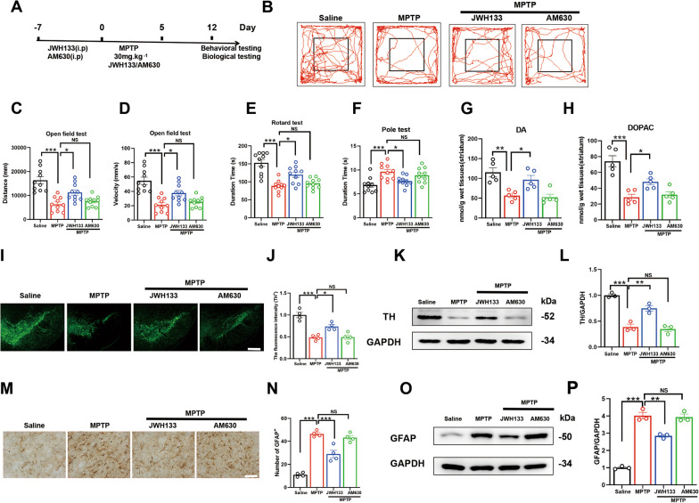 Activation of CB2R as a key mechanism for alleviating neurodegeneration in MPTP-induced PD mice. A Subcutaneous injection of MPTP to establish a subacute PD model. During MPTP administration, the relevant groups were also given JWH133 (3 μg) or AM630 (3 μg). Behavioral and biological tests were performed in the following weeks. B The trajectory of the mice in the open field test, with distance traveled and time shown in C and D, respectively (n = 10). Time recorded for each mouse in the rotarod test (E) and pole test (F), respectively (n = 10). G, H Determination of DA and DOPAC neurotransmitter levels in the striatum of mice by HPLC (n = 5). I Immunofluorescence staining for TH-positive neurons in the midbrain of mice (scale bar, 200 μm), with statistics of data shown in J (n = 4). K Detection of TH protein expression in the midbrain of mice by Western blot, with quantification shown in L (n = 3). M Immunohistochemistry staining for activated astrocytes in the midbrain of mice (scale bar, 200 μm and 100 μm), with quantification shown in N (n = 4). O Detection of GFAP protein expression in the midbrain of mice by western blot, with quantification shown in P (n = 3). NS means not significant, *P < 0.05, **P < 0.01, ***P < 0.001 compared with the corresponding group, as determined by the one-way ANOVA