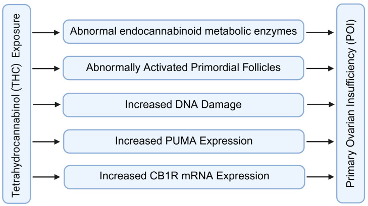 Role of fatty acid amide hydrolase in premature ovarian insufficiency. This section is mainly confirmed through THC toxicity experiments. In addition, some of the content about the effect of FAAH on POI is mainly inferred from the role of FAAH in other tissues and organs. FAAH: fatty acid amide hydrolase; POI: premature ovarian insufficiency; THC: tetrahydrocannabinol. Created by Bio-Render.