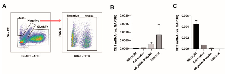 CB2 receptors are expressed by microglial cells at DIV12. Cells from mixed rat cortical primary cultures were collected and immunolabeled to separate different cell types. (A) Representative dot plot of fluorescence-activated cell sorting of cells based on the surface expression of O4 (mature oligodendrocytes), GLAST (astrocytes) and CD45 (microglial cells). The negative fraction was enriched in neuronal cells. (B) Relative CB1 receptor mRNA expression by real-time PCR in sorted cells. (C) Relative CB2 receptor mRNA expression by real-time PCR in sorted cells. PCR reactions were performed in triplicates from 2 independent experiments. Mean +/− standard error of the mean is shown.