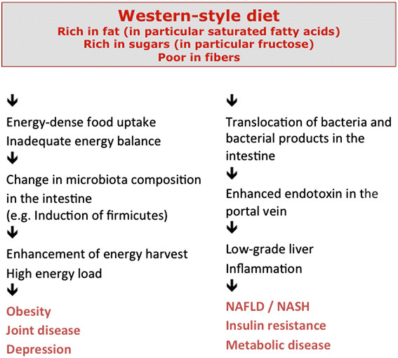 Current concepts on the pathophysiology of obesity and metabolic diseases related to the gut. For details see text.
