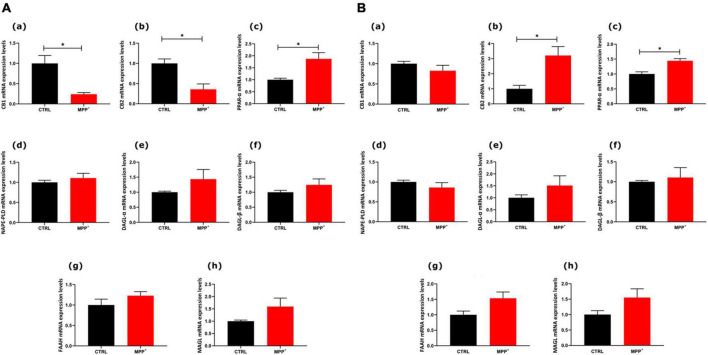 mRNA expression levels of indicated genes analyzed by quantitative PCR analysis. Differences in mRNAs content between groups were expressed as the 2–ΔΔCt formula as reported in the material and method section in not differentiated (A) and differentiated (B) SH-SY5Y cells. Data are represented as mean ± SEM of at least three independent determinations. The asterisk (*) indicates a p < 0.05 vs. the control (veh) group.
