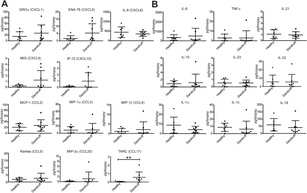 Chemokine CCL17 is elevated in dandruff‐affected scalp skin. Scalp punch biopsies (4 mm) were placed in a small volume of media overnight. Chemokines (A) and cytokines (B) released into the biopsy supernatant were measured using cytometric bead arrays (Human Proinflammatory Chemokine, Human Th Cytokine, and Human Cytokine Panel 2 LegendPlex kits) and the data were expressed as the amount (pg) of each chemokine or cytokine present in the supernatant. n = 7 (healthy) or 8 (dandruff), **p < 0.01.