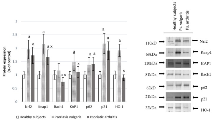 The level of the Nrf2 pathway factors in granulocytes from healthy subjects (n = 8) and psoriatic patients (psoriasis vulgaris (n = 16) or psoriatic arthritis (n = 8)). a p < 0.05 when compared with healthy subjects. x p < 0.05 when compared with patients with psoriasis vulgaris.
