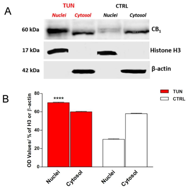 CB1 immunostaining in the nuclear and cytoplasmatic fractions of SH-SY5Y cells, treated or not for 24 h with tunicamycin (TUN 1 µg/mL). Histone H3 and β-actin were used as loading controls for nuclear and cytoplasmatic fractions (A). Densitometric analysis of CB1 immunoreactive band normalized to histone H3 and β-actin. Data are presented as means ± SEM (n = 3) [**** p < 0.0001 vs. nuclei CTRL] (B).