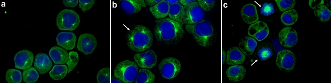 Representative images of tubulin visualization. Nuclei (blue) were stained with Hoechst 33,258, and tubulin (green) with monoclonal anti-α-tubulin antibody. Tubulin distribution in the cells is shown for control (a) and cannabinoids (b, c). Image examples are given for CBG 30 µM (b) and CBD 15 µM (c). The arrows indicate multipolar tubulin aggregation (b) and monopolar tubulin aggregation (c)