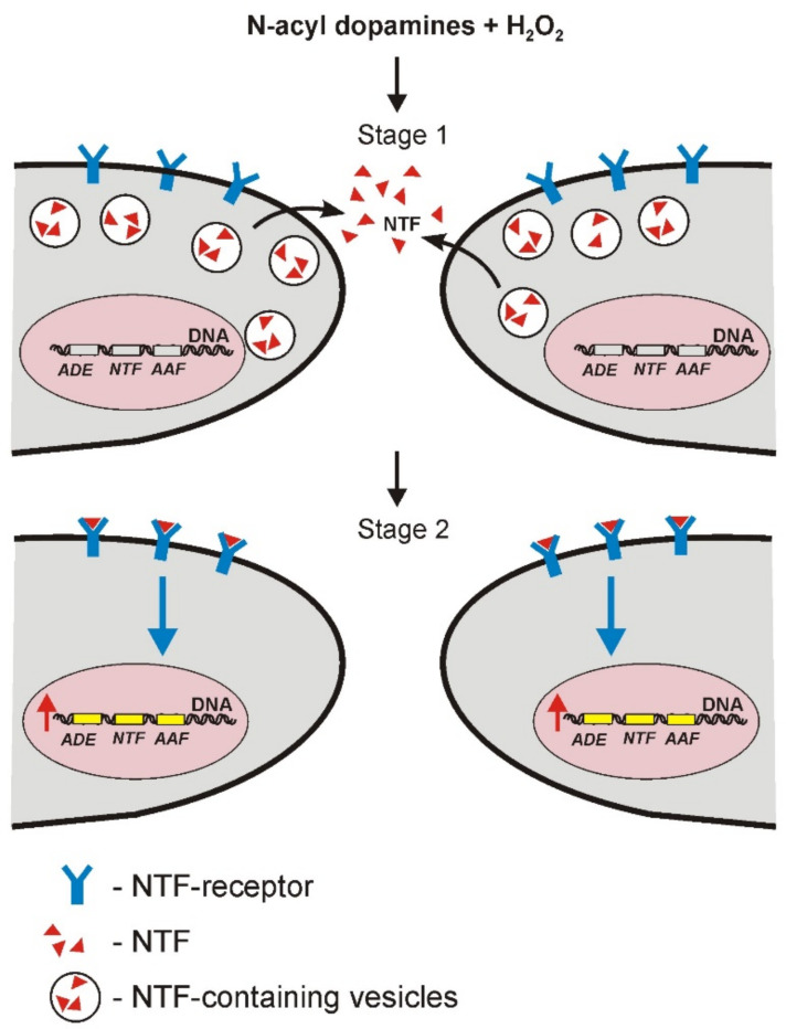 The proposed neuroprotective and antioxidant mechanism of action of N-acyl dopamines in human neurons under OS conditions. Two neuronal cells are presented as an example. The figure schematically shows these effects as a two-stage process. First stage (1) involves the secretion of NTFs (BDNF, GDNF, etc.) by neurons into the culture medium. Second stage (2) consists of binding of these NTF to the surface receptors followed by intracellular signal transduction and activation of gene expression. NTF, neurotrophic factors; ADE, antioxidant enzymes; AAF, antiapoptotic factors. Blue arrow shows signal transduction from NTF receptors to the cell nucleus. Red arrow shows an increase in gene expression.