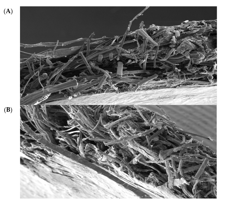 High-magnification SEM micrographs of fracture planes of laminated flax-PP fiber mats, under different exposure conditions following the 28-day incubation time period. The conditions included (A) no water-no fungi, (B) yes water-no fungi, and (C) yes water-yes fungi. In (A), there are observed regions of higher PP concentration on the outer faces of the sample. In the case of (B), there are some instances of fiber pull-out, as indicated by the more local bunching of the fibers and larger relative gaps between the bunches. For the condition (C), fiber pull-out appears to be much more prominent, with larger observable gaps, to the point where delamination between the outer PP-rich layer and inner fiber-rich layer has occurred (shown as hatched areas).