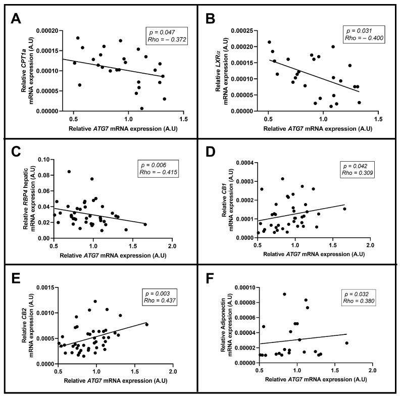Significant correlations between ATG7 mRNA hepatic expression and (A) CPT1a, (B) LXRα, (C) RBP4, (D) CB1, (E) CB2, and (F) adiponectin hepatic expression using Spearman’s (rho) correlation test. CPT1a, carnitine palmitoyl transferase deficiency-type 1; LXRα, liver X receptor alpha; RBP4, retinol transporter protein type 4; CB, cannabinoids receptors; A.U, arbitrary units. p < 0.05 was considered statistically significant.