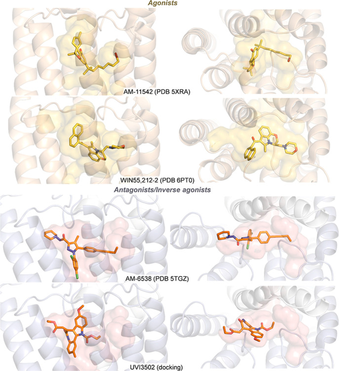 Side view (left) and top view (right) of agonists and antagonists/inverse agonists bound to human CB1 (AM-11542, PDB 5XRA; AM-6538, PDB 5TGZ) and CB2 (WIN55,212–2, PDB 6PT0) receptors from crystallographic structures and docking pose for UVI3502. The binding cavity is shown as transparent surfaces. Agonists are shown in yellow (top) and antagonists/inverse agonists in orange (bottom).