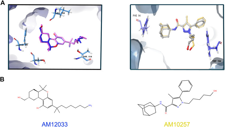Superimposition of the redocked ligands at 6KPC and 5ZTY. (A) Left: relevant residues at 6KPC are shown in azure sticks (SER90, PHE94, LEU182, THR114 and LEU182). The redocked agonist (AM12033, docking score = −12.2 kcal/mol)—blue aligned with the original ligand (pink), with RMSD = 0.94. Right: relevant residues (PHE94 and TRP194) at 5ZTY are shown in blue sticks. The redocked antagonist (AM10257, docking score = −10.8 kcal/mol)—yellow aligned with the original ligand (gray), with RMSD = 1.5. (B) 2D representation of the agonist and antagonist ligands.