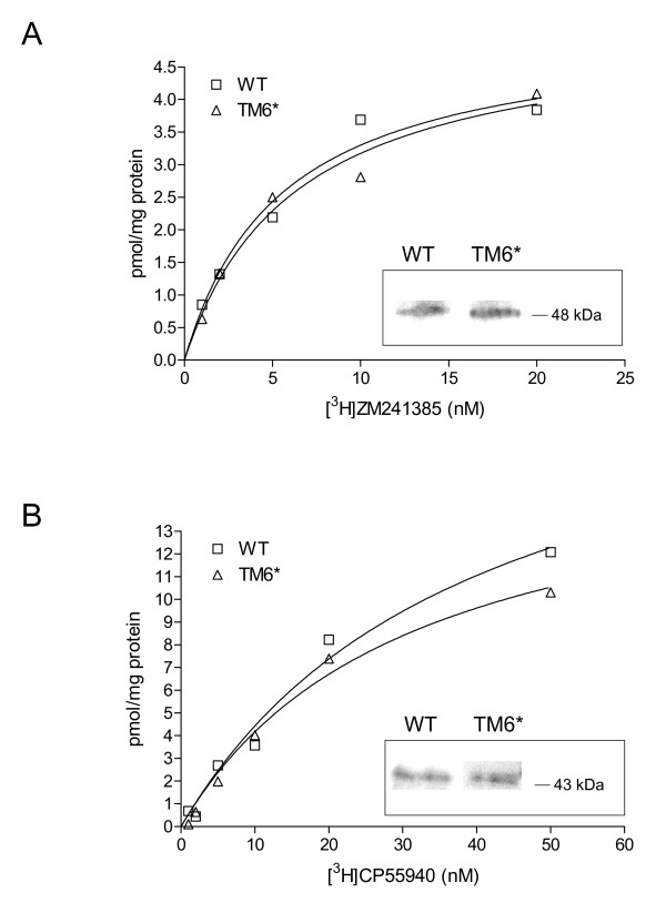 Saturation ligand binding to membrane preparations of wild-type and TM6* cells producing human GPCRs. (A) Labelled and unlabelled ZM241385 ligands were incubated for 60 min at 25 °C with 10 μg cell membrane containing recombinant human A2aR. (B) Labelled and unlabelled CP55940 ligands were incubated for 90 min at 30 °C with 10 μg cell membrane containing recombinant human CNR2. Saturation binding curves were analysed by nonlinear regression using Prism Software (GraphPad Software, USA) to calculate Bmax and Kd. The immunoblot signals for the corresponding proteins are shown as insets within the binding curves.