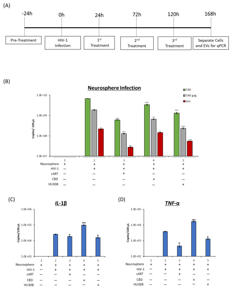 Levels of viral and proinflammatory RNA were assessed from neurospheres. Neurospheres were pre-treated with cART (Tenofovir, Emtricitabine, Lamivudine, and Indinavir; 10 μM), CBD (10 µM), or HU308 (10 µM) for 24 h prior to HIV-1 infection and treated again 24 h post-infection, then every 48 h for 7 days (A). RNA was isolated and assessed for levels of viral TAR, TAR-gag, and env RNA (B) as well as IL-1β (C) and TNF-α (D). Student’s t-test compared treated samples to untreated samples. */#, p < 0.05; **/##, p < 0.01; ***/###, p < 0.001 * represents a significant decrease, and # represents a significant increase compared to untreated, HIV-1-infected neurosphere. Error bars, S.D.