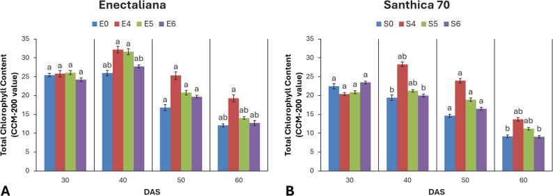 Total chlorophyll content of hemp cultivars under different topping levels