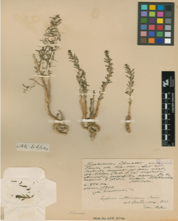 Voucher specimen of wolfberry, Lycium ruthenicum, gathered by Sven Hedin at Lop Nor in the spring of 1900. On the label he noted the local plant name Ak-tikken, i.e. aq tikän, ‘white tikän’, with a note that it is very common, and a popular place name in the Lop Nor region (Swedish Museum of Natural History, Stockholm)