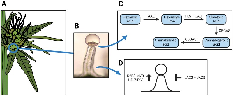 Genes taking part in biosynthesis of cannabidiolic acid and establishment of glandular trichomes in the context of hemp female flowers and glandular trichome development. (A) Drawing of a typical hemp female flower. (B) Microscopic structure of a typical hemp glandular trichome [adapted from Andre et al. (2016)]. (C) The biosynthetic pathway of cannabidiolic acid, with the main molecules (blue boxes) and genes/enzymes (arrows) involved, which takes place in the disk cells of glandular trichomes. AAE, acyl-activating enzyme; TKS, tetraketide synthase; OAC, olivetolic acid cyclase; CBGAS, cannabigerolic acid synthase; CBDAS, cannabidiolic acid synthase. (D) The major genes involved in the promotion (left) and repression (right) of glandular trichome development based on research on Arabidopsis and tomato, as described in the text.