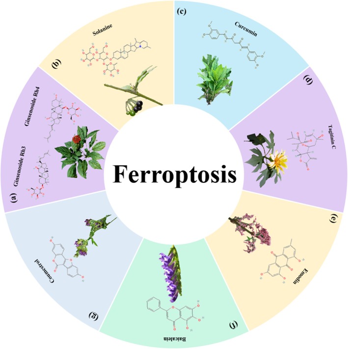 Herbal medicine treats CRC by regulating ferroptosis. (a) Panax ginseng C. A. Mey. (b) Solanum nigrum L. (c) Curcuma longa L. (d) Tithonia diversifolia (Hemsl.) A. Grey. (e) Rheum palmatum L. (f) Scutellaria baicalensis Georgi. (g) Medicago sativa L.