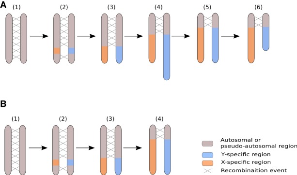 Revisiting the model for the evolution of plant sex chromosomes heteromorphy with C. sativa. (A) The current model for the evolution of plant sex chromosomes heteromorphy is as follows: (1) Sex chromosomes originate from autosomes on which sex-determining genes evolve; (2) the region encompassing the sex-determining genes stops recombining; (3) the non-recombining region grows larger due to additional events of recombination suppression; (4) the nonrecombining region of the Y Chromosome accumulates repeats and can become larger than the corresponding region on the X Chromosome; (5–6) the Y Chromosome undergoes large deletions and ultimately becomes smaller than the X Chromosome. Steps 1–4 have been previously documented in plants (e.g., Charlesworth et al. 2005; Ming et al. 2011; Muyle et al. 2017 for review), while steps 5–6 are speculative. Our study is supportive of this scenario if we assume that the C. sativa Y Chromosome has been larger in the past. (B) It is possible, however, that the accumulation of repeats has been slow in the Y Chromosome of the C. sativa lineage and that X and Y Chromosomes have always been of similar size. Here, step 4 does not imply the elongation of the Y Chromosome.