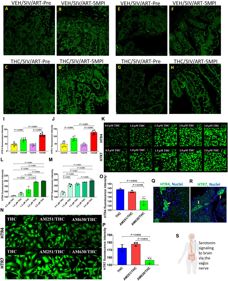 THC enhances intestinal serotonin receptor HTR4 and HTR7 expression via a CBR2 signaling mechanism in SIV-infected ART-treated RMs.(A to D) Immunofluorescence staining of HTR4 (green) expression in the jejunum of (A) VEH/SIV/ART-Preinfection, (B) VEH/SIV/ART-5MPI, (C) THC/SIV/ART-Preinfection, and (D) THC/SIV/ART-5MPI. (I) HALO quantification of fluorescence intensity. (E to H) Immunofluorescence staining of HTR7 (green) expression in the jejunum of (E) VEH/SIV/ART-Preinfection, (F) VEH/SIV/ART-5MPI, (G) THC/SIV/ART-Preinfection, and (H) THC/SIV/ART-5MPI. (J) HALO quantification of fluorescence intensity. (K) Immunofluorescence staining of primary human SIE (HIEC-6) cells treated with increasing concentrations of THC (0.5 to 3.0 μM) for 24 hours, showing dose-dependent up-regulation of HTR4 and HTR7 expression. (L and M) HALO quantification of fluorescence intensity of HTR4 and HTR7, respectively. (N) Immunofluorescence staining and quantification of HTR4 and HTR7 expression in HIEC-6 cells pretreated with CBR antagonists AM251 (CBR1) and AM630 (CBR2) followed by THC exposure. (O and P) Quantification of HTR4 and HTR7 fluorescence intensity using HALO software. Note the significant reduction in HTR4 and HTR7 expression in AM630/THC treatments. Immunofluorescence staining of HTR4 (green) (Q) and HTR7 (green) (R) expression in the myenteric plexus (blue: DAPI-stained nuclei). Representative immunofluorescence images were captured using a Zeiss 700 confocal microscope at 20X magnification. Differences in signal area between groups were analyzed using one-way ANOVA using the Prism v9 (GraphPad Prism) software. A P value of <0.05 was considered significant. (S) Schematic representation of serotonin signaling along the gut-brain axis via HTR4 and HTR7 receptors, illustrating potential cannabinoid-mediated modulation of afferent vagal pathways. Created in BioRender. Premadasa, L. (2025) https://BioRender.com/j3wkhzw. Abbreviations: VSAPR, VEH/SIV/ART-Preinfection; VSA5M, VEH/SIV/ART-5MPI; TSAPR, THC/SIV/ART-Preinfection; TSA5M, THC/SIV/ART-5MPI. Data represent means ± SD.