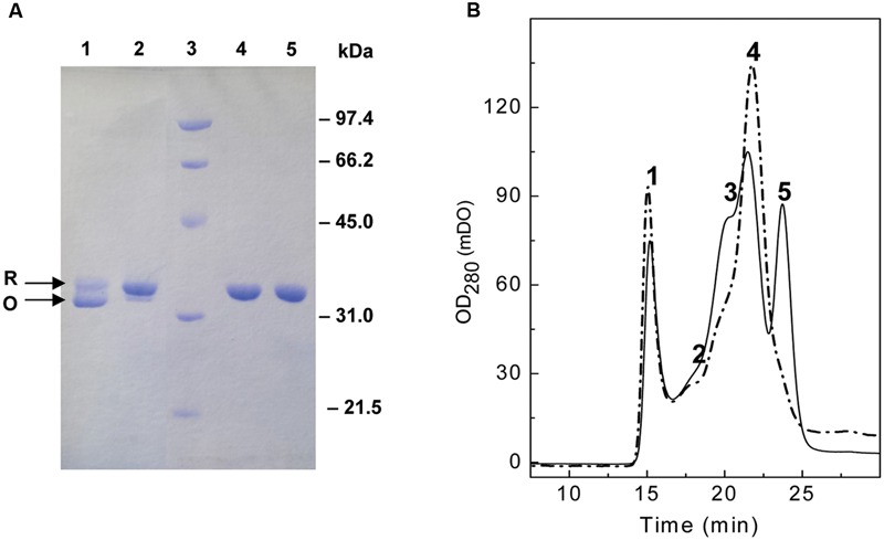 Analysis of molecular forms of PL3. (A) Reducing and non-reducing SDS-PAGE profile of PL3. Protein equilibrated in PB or PB with 10 mM DTT was loaded in the gel using sample buffer without (lanes 1 and 2, respectively) or with (lines 4 and 5, respectively) β-mercaptoethanol. Lane 3, standard molecular mass markers. R and O arrows indicate bands corresponding to the reduced and oxidized form of PL3, respectively. (B) Size-exclusion fractioning of a PL3 sample, eluted from the DEAE-cellulose column, dialyzed against PB, and pre-equilibrated in a Superose 12 HR/10/30 column with PB, pH 6.8, containing (thick solid trace) or not (gray solid trace) 1 mM β-mercaptoethanol. Injection volume was 100 μl and the flow rate 0.5 ml/min. Large aggregates eluted in peak 1, whereas peak 5 likely corresponds to the oxidized monomer of PL3.