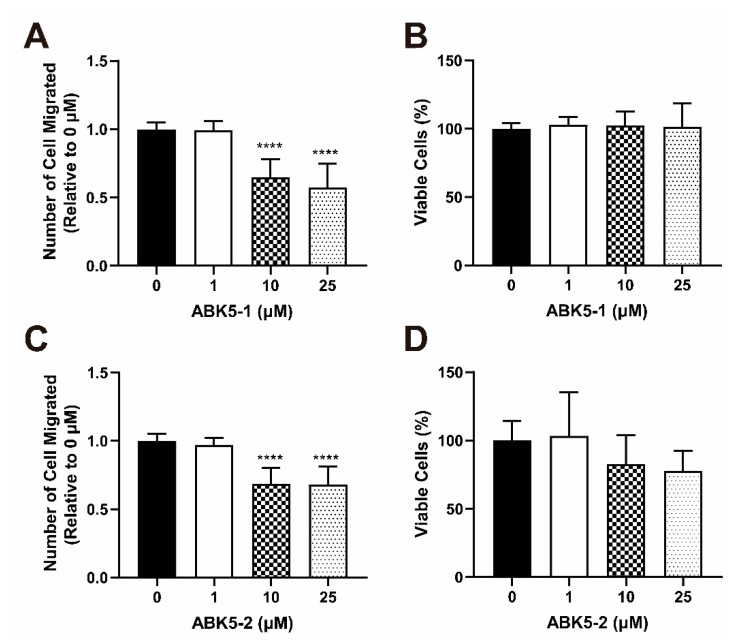 Effect of ABK5-1 and ABK5-2 on CXCL12-mediated Jurkat cell migration. Transwell migration of Jurkat cells treated with (A,B) ABK5-1 or (C,D) ABK5-2. Frames (A,C): Cells were treated with vehicle or various concentrations of test compounds for 2 h and then allowed to migrate through transwells for 2 h. Cell numbers migrated to the lower chamber are indicated as relative to vehicle (DMSO) alone. Results are indicated as the mean ± S.D. of three independent assays performed in triplicate for each concentration. Viability of cells treated with (B) ABK5-1 or (D) ABK5-2 after the migration assay was also examined. Cells were treated exactly the same but without transwells and viability was determined. Results are indicated as the mean ± S.D. of three independent assays performed for each concentration. One-way ANOVA plus Dunnett’s post-hoc test were used for both migration and viability assays. **** p < 0.0001 (versus vehicle control group).