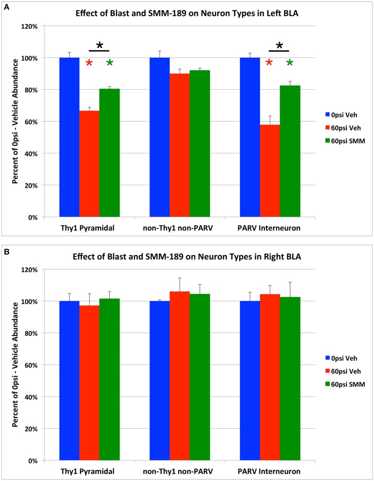 Graphs showing the effect of TBI and SMM-189 on neuron types in left BLA (A), and in right BLA (B). Thy1+ pyramidal neurons and PARV+ interneurons are decreased in number in the left BLA of 60-psi blast mice, and are both rescued in the SMM-189 treated mice. By contrast, there was no significant change in the non-Thy1/non-PARV neurons of left BLA (which are mainly fear-promoting pyramidal neurons) of BLA after TBI. Red asterisks indicate a significant difference between vehicle-treated 60-psi mice and vehicle-treated 0-psi mice. Green asterisks indicate a significant difference between SMM-189 and vehicle-treated 0-psi mice. Asterisks above bars spanning the SMM-189 and vehicle-treated 60-psi mice columns indicate a significant difference between these two conditions. No significant changes in Thy1+ pyramidal neurons, PARV+ inhibitory interneurons, or non-Thy1/non-PARV neurons were seen for the right BLA following TBI, with or without treatment (B).